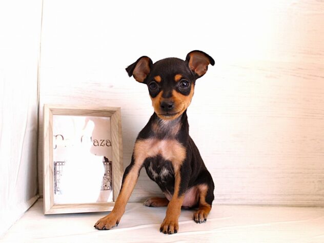 兵庫県のミニチュアピンシャー (ペット・プラザ アミーゴ神戸灘店/2026年1月3日生まれ/女の子/ブラックタン)の子犬の1枚目の画像