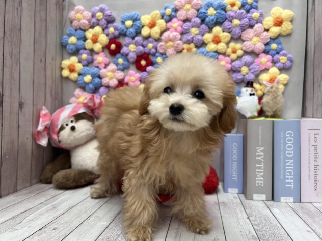 岡山県のトイプードル(トイ) (ワンキャラット アミーゴ高屋店/2025年11月26日生まれ/女の子/オレンジフォーン)の子犬の3枚目の画像