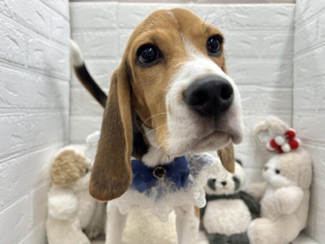 岡山県のビーグル (ワンキャラット アミーゴ岡南店/2025年10月2日生まれ/男の子/ブラックタンホワイト)の子犬の3枚目の画像