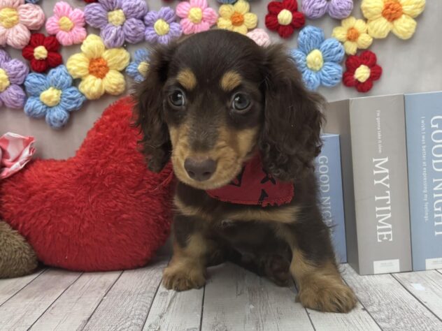 岡山県のミニチュアダックスフンド(ロング) (ワンキャラット アミーゴ高屋店/2026年1月3日生まれ/男の子/チョコレートタン)の子犬の2枚目の画像