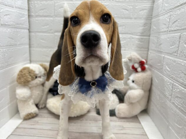 岡山県のビーグル (ワンキャラット アミーゴ岡南店/2025年10月2日生まれ/男の子/ブラックタンホワイト)の子犬の1枚目の画像