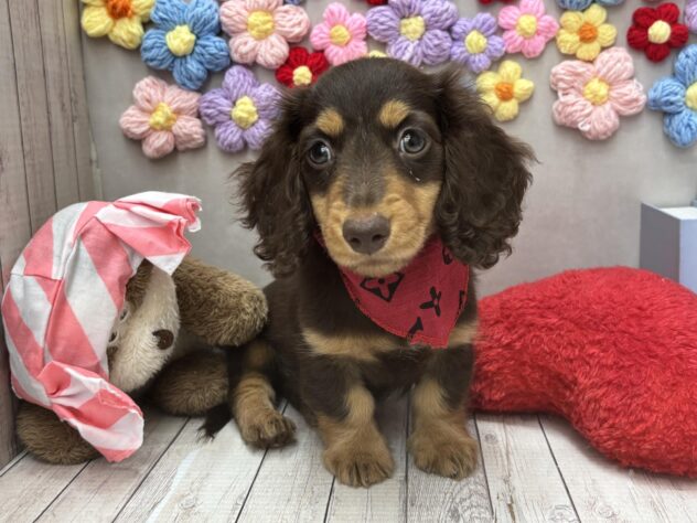 岡山県のミニチュアダックスフンド(ロング) (ワンキャラット アミーゴ高屋店/2026年1月3日生まれ/男の子/チョコレートタン)の子犬の1枚目の画像