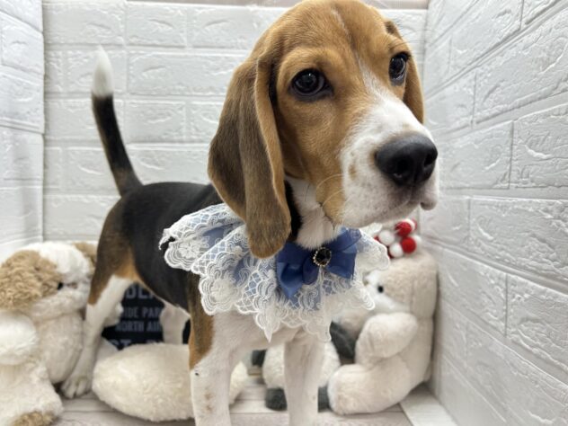 岡山県のビーグル (ワンキャラット アミーゴ岡南店/2025年10月2日生まれ/男の子/ブラックタンホワイト)の子犬の2枚目の画像