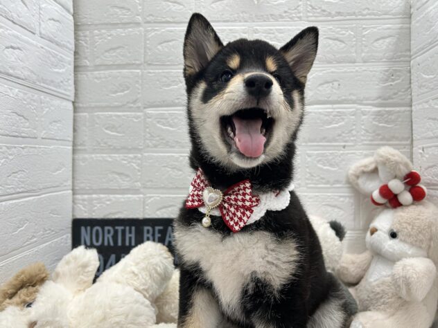 岡山県の柴犬(標準サイズ) (ワンキャラット アミーゴ岡南店/2025年12月6日生まれ/女の子/黒)の子犬の2枚目の画像