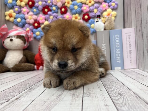 岡山県のハーフ犬・ミックス犬 (ワンキャラット アミーゴ高屋店/2026年1月8日生まれ/男の子/赤)の子犬の1枚目の画像