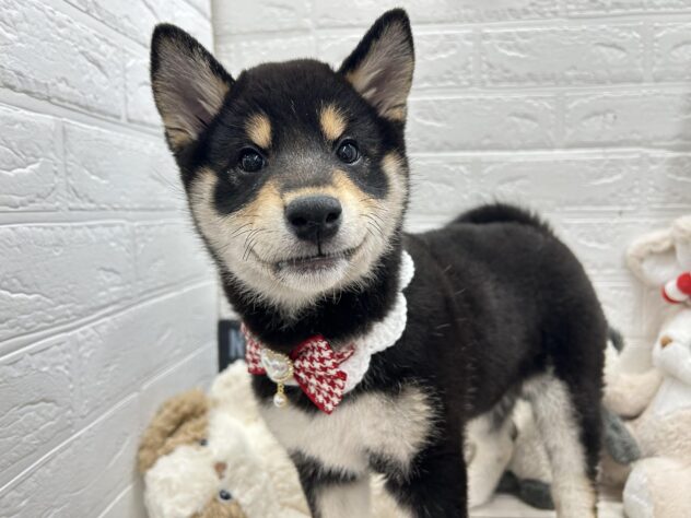 岡山県の柴犬(標準サイズ) (ワンキャラット アミーゴ岡南店/2025年12月6日生まれ/女の子/黒)の子犬の1枚目の画像