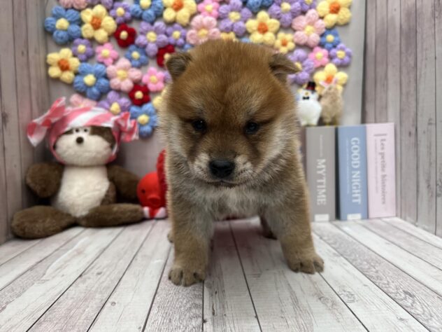 岡山県のハーフ犬・ミックス犬 (ワンキャラット アミーゴ高屋店/2026年1月8日生まれ/男の子/赤)の子犬の3枚目の画像