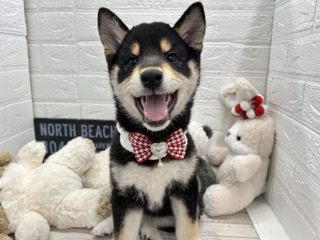 岡山県の柴犬(標準サイズ) (ワンキャラット アミーゴ岡南店/2025年12月6日生まれ/女の子/黒)の子犬の3枚目の画像