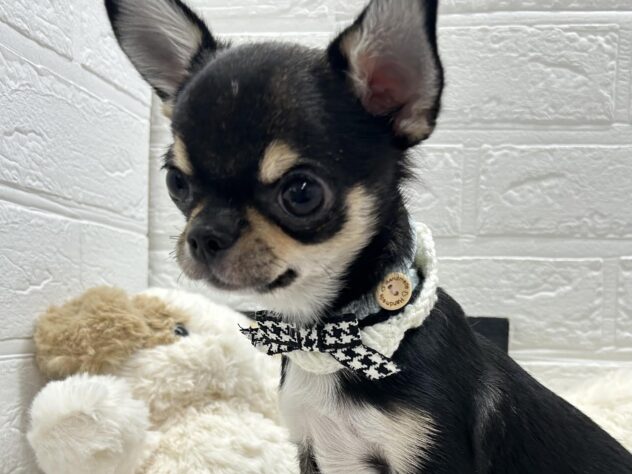 岡山県のチワワ(ロング) (ワンキャラット アミーゴ岡南店/2025年10月3日生まれ/男の子/ブラックタンホワイト)の子犬の3枚目の画像