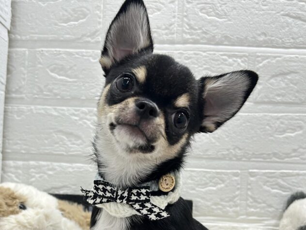 岡山県のチワワ(ロング) (ワンキャラット アミーゴ岡南店/2025年10月3日生まれ/男の子/ブラックタンホワイト)の子犬の1枚目の画像