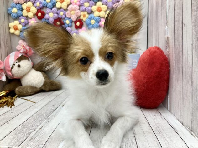 岡山県のパピヨン (ワンキャラット アミーゴ高屋店/2025年10月23日生まれ/男の子/ホワイトレッド)の子犬の1枚目の画像