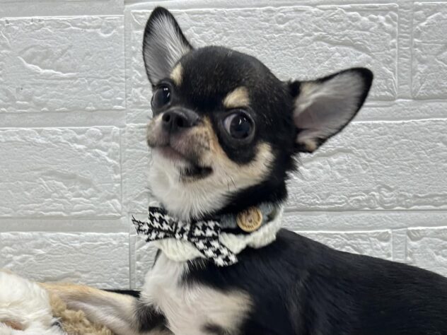 岡山県のチワワ(ロング) (ワンキャラット アミーゴ岡南店/2025年10月3日生まれ/男の子/ブラックタンホワイト)の子犬の2枚目の画像