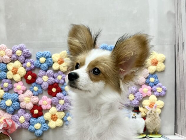 岡山県のパピヨン (ワンキャラット アミーゴ高屋店/2025年10月23日生まれ/男の子/ホワイトレッド)の子犬の2枚目の画像