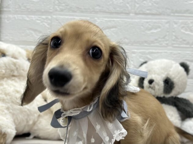 岡山県のカニンヘンダックスフンド(ロング) (ワンキャラット アミーゴ岡南店/2025年11月30日生まれ/男の子/シェーデットイエロー)の子犬の1枚目の画像