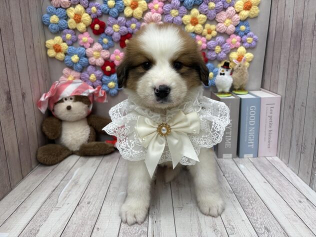 岡山県のハーフ犬・ミックス犬 (ワンキャラット アミーゴ高屋店/2026年1月9日生まれ/男の子/白×茶)の子犬の1枚目の画像