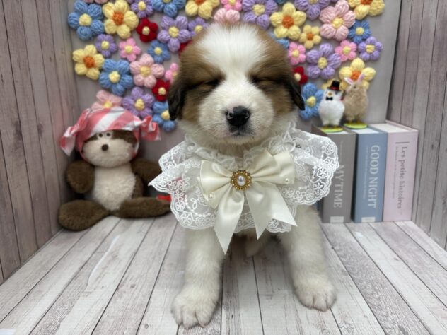 岡山県のハーフ犬・ミックス犬 (ワンキャラット アミーゴ高屋店/2026年1月9日生まれ/男の子/白×茶)の子犬の2枚目の画像