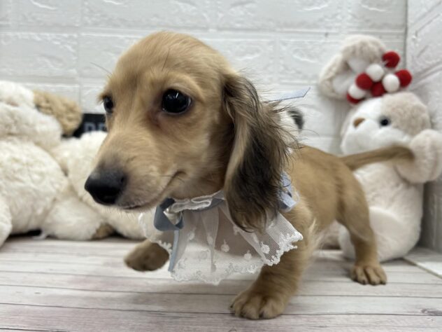 岡山県のカニンヘンダックスフンド(ロング) (ワンキャラット アミーゴ岡南店/2025年11月30日生まれ/男の子/シェーデットイエロー)の子犬の2枚目の画像