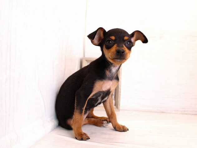 兵庫県のミニチュアピンシャー (ペット・プラザ アミーゴ神戸灘店/2026年1月3日生まれ/女の子/ブラックタン)の子犬の4枚目の画像