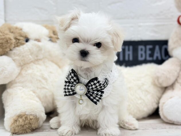 岡山県のマルチーズ (ワンキャラット アミーゴ岡南店/2026年1月7日生まれ/男の子/ホワイト)の子犬の1枚目の画像