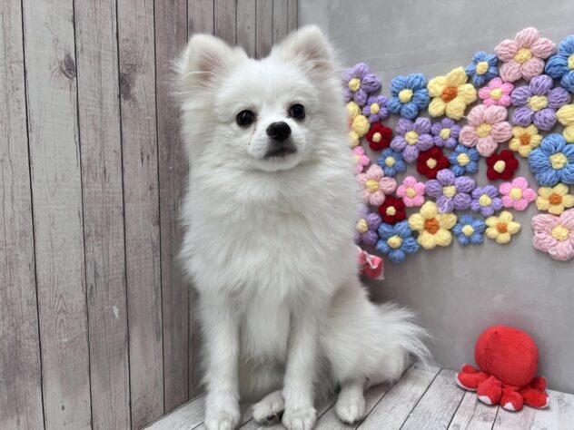 岡山県のポメラニアン (ワンキャラット アミーゴ高屋店/2025年8月20日生まれ/男の子/クリーム)の子犬の1枚目の画像