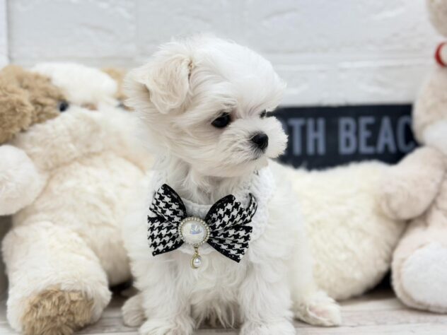 岡山県のマルチーズ (ワンキャラット アミーゴ岡南店/2026年1月7日生まれ/男の子/ホワイト)の子犬の2枚目の画像