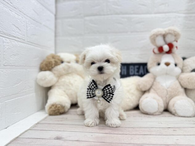 岡山県のマルチーズ (ワンキャラット アミーゴ岡南店/2026年1月7日生まれ/男の子/ホワイト)の子犬の3枚目の画像