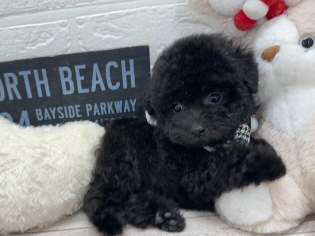 岡山県のトイプードル(トイ) (ワンキャラット アミーゴ岡南店/2025年12月30日生まれ/女の子/ブラック)の子犬の2枚目の画像