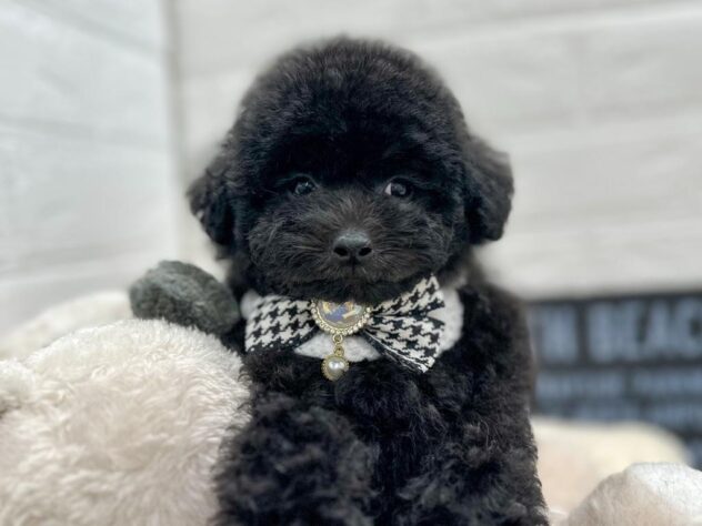 岡山県のトイプードル(トイ) (ワンキャラット アミーゴ岡南店/2025年12月30日生まれ/女の子/ブラック)の子犬の1枚目の画像