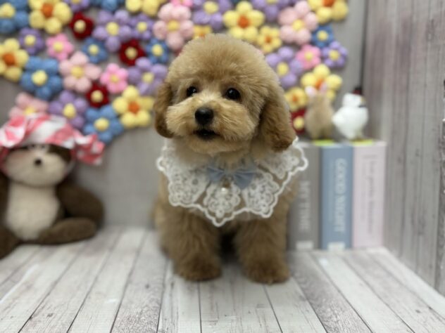 岡山県のトイプードル(トイ) (ワンキャラット アミーゴ高屋店/2025年12月4日生まれ/男の子/ペールフォーン)の子犬