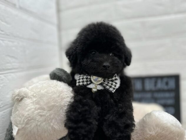 岡山県のトイプードル(トイ) (ワンキャラット アミーゴ岡南店/2025年12月30日生まれ/女の子/ブラック)の子犬の3枚目の画像