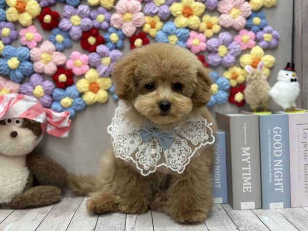 岡山県のトイプードル(トイ) (ワンキャラット アミーゴ高屋店/2025年12月4日生まれ/男の子/ペールフォーン)の子犬の2枚目の画像