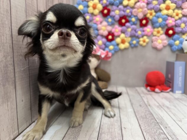 岡山県のチワワ(ロング) (ワンキャラット アミーゴ高屋店/2025年7月10日生まれ/女の子/チョコレートタン)の子犬の3枚目の画像