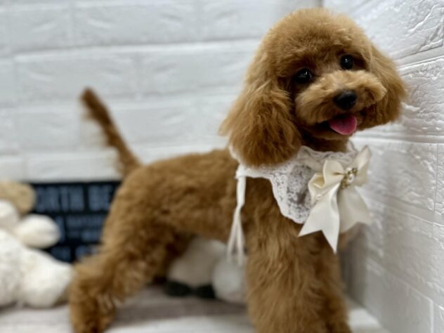 岡山県のトイプードル(トイ) (ワンキャラット アミーゴ岡南店/2025年7月31日生まれ/女の子/レッドフォーン)の子犬の2枚目の画像