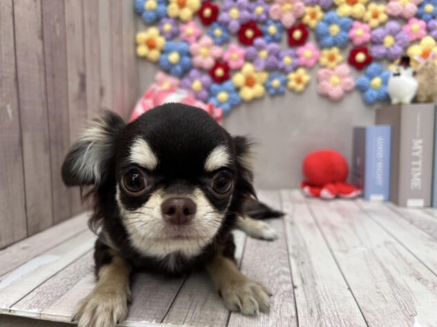 岡山県のチワワ(ロング) (ワンキャラット アミーゴ高屋店/2025年7月10日生まれ/女の子/チョコレートタン)の子犬の2枚目の画像