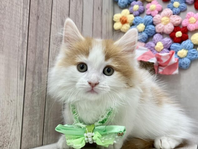 岡山県のミヌエット (ワンキャラット アミーゴ高屋店/2026年1月13日生まれ/男の子/レッドタビーホワイト)の子猫の1枚目の画像