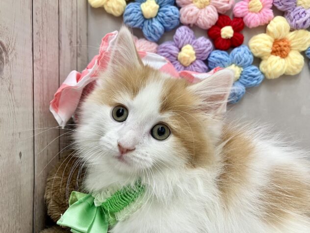 岡山県のミヌエット (ワンキャラット アミーゴ高屋店/2026年1月13日生まれ/男の子/レッドタビーホワイト)の子猫の2枚目の画像