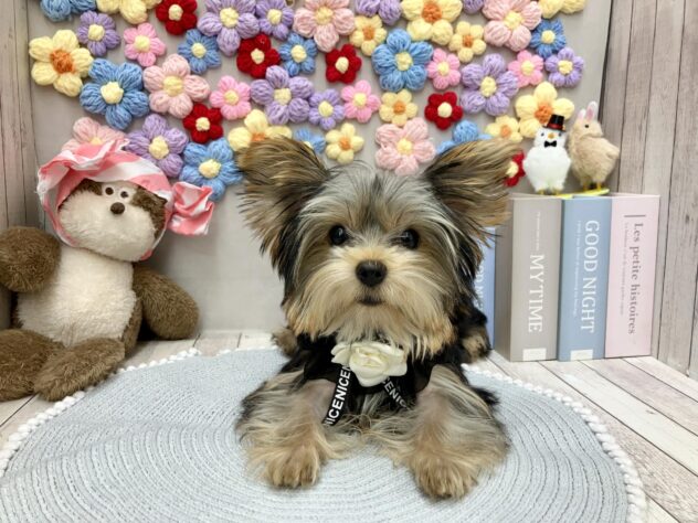 岡山県のヨークシャーテリア (ワンキャラット アミーゴ高屋店/2025年10月22日生まれ/女の子/スチールブルータン)の子犬の2枚目の画像