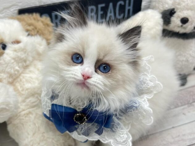 岡山県のラグドール (ワンキャラット アミーゴ岡南店/2026年1月11日生まれ/男の子/シールポイント)の子猫の1枚目の画像