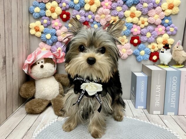 岡山県のヨークシャーテリア (ワンキャラット アミーゴ高屋店/2025年10月22日生まれ/女の子/スチールブルータン)の子犬の1枚目の画像