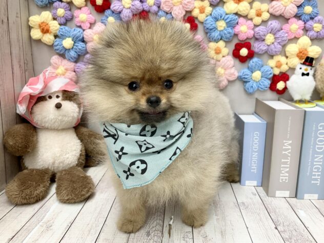 岡山県のポメラニアン (ワンキャラット アミーゴ高屋店/2025年12月13日生まれ/男の子/オレンジセーブル)の子犬の1枚目の画像