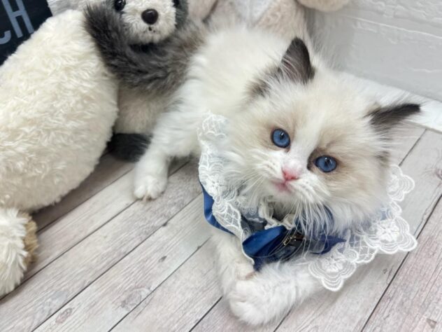 岡山県のラグドール (ワンキャラット アミーゴ岡南店/2026年1月11日生まれ/男の子/シールポイント)の子猫の3枚目の画像