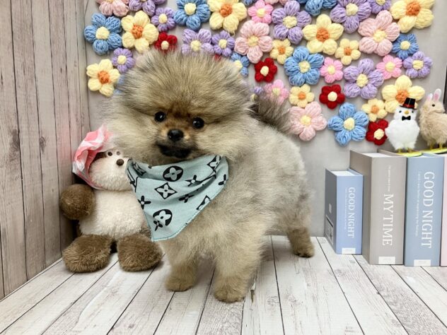 岡山県のポメラニアン (ワンキャラット アミーゴ高屋店/2025年12月13日生まれ/男の子/オレンジセーブル)の子犬の2枚目の画像