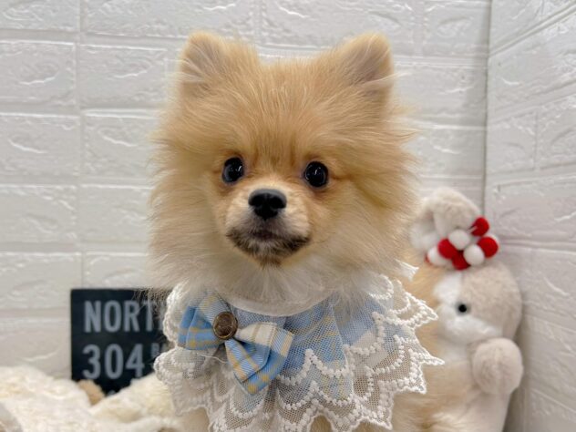 岡山県のポメラニアン (ワンキャラット アミーゴ岡南店/2025年10月12日生まれ/男の子/オレンジ)の子犬の1枚目の画像