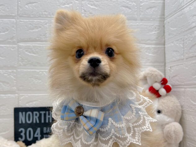 岡山県のポメラニアン (ワンキャラット アミーゴ岡南店/2025年10月12日生まれ/男の子/オレンジ)の子犬の2枚目の画像