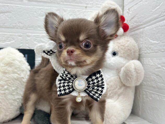 岡山県のチワワ(ロング) (ワンキャラット アミーゴ岡南店/2025年12月29日生まれ/男の子/チョコレートタン)の子犬の2枚目の画像