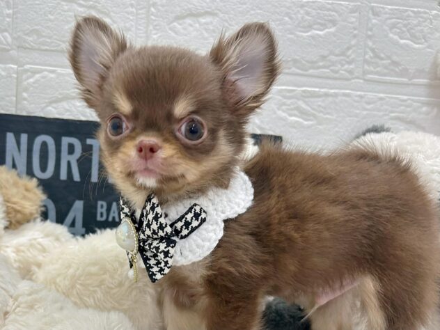 岡山県のチワワ(ロング) (ワンキャラット アミーゴ岡南店/2025年12月29日生まれ/男の子/チョコレートタン)の子犬の1枚目の画像