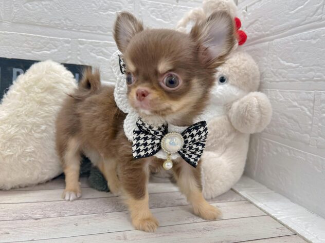 岡山県のチワワ(ロング) (ワンキャラット アミーゴ岡南店/2025年12月29日生まれ/男の子/チョコレートタン)の子犬の3枚目の画像