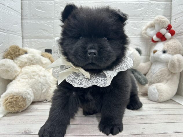 岡山県のチャウチャウ (ワンキャラット アミーゴ岡南店/2026年1月10日生まれ/女の子/ブラック)の子犬の1枚目の画像