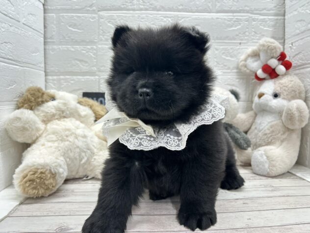 岡山県のチャウチャウ (ワンキャラット アミーゴ岡南店/2026年1月10日生まれ/女の子/ブラック)の子犬の2枚目の画像