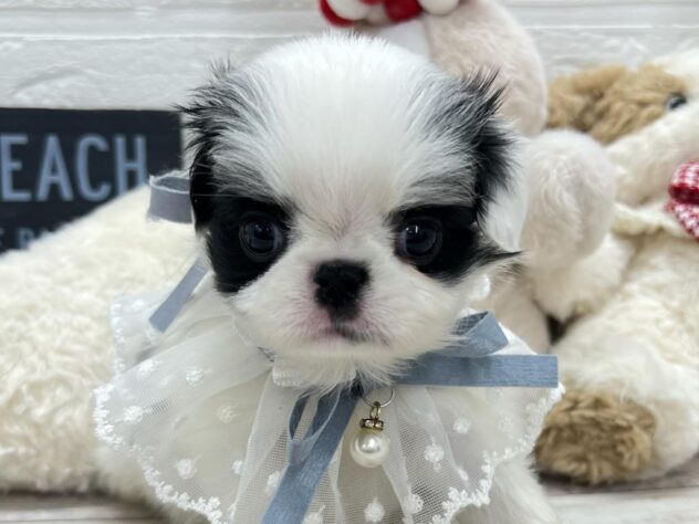 岡山県のハーフ犬・ミックス犬 (ワンキャラット アミーゴ岡南店/2026年1月15日生まれ/女の子/ホワイトブラック)の子犬の1枚目の画像